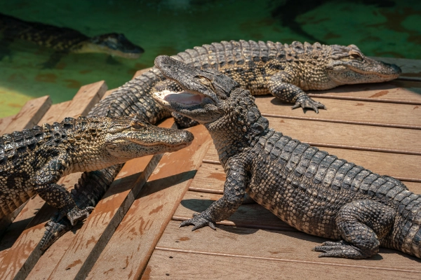 Alligator Park 600X400